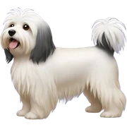 Havanese dog tricolor sticker