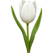 White tulips  sticker
