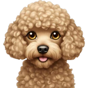 Toy poodle  sticker