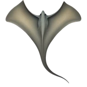 stingray sticker