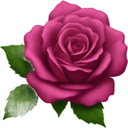 Dark pink rose  sticker