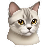 British shorthair colourpoint cat sticker