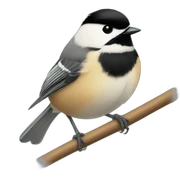 chickadee sticker