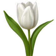 Tulipe white sticker