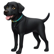 black labrador  sticker