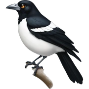 magpie sticker