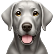 Silver Labrador  sticker