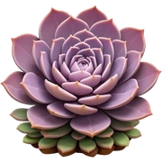 Mauve succulent sticker