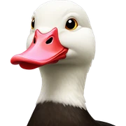 muscovy duck sticker