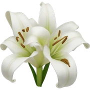 Lily sticker