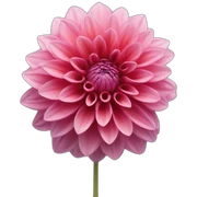 Dahlia sticker