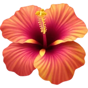 Sunset hibiscus flower sticker