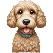cockapoo sticker