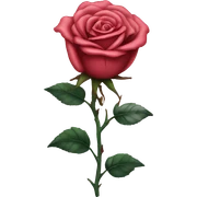 rose tattoo sticker