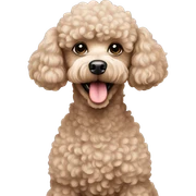 beige miniature poodle sticker