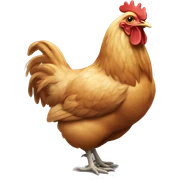 Chicken sticker
