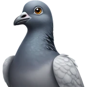 pigeon sticker