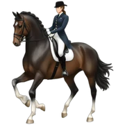 dressage horse sticker