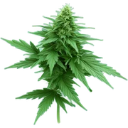 weed sticker