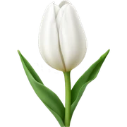 White Tulpen  sticker