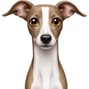 italian greyhound sticker