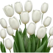 white tulips  sticker