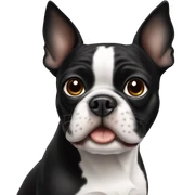 Boston Terrier  sticker