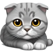 Gray Scottish fold laying sticker