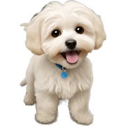 Maltipoo sticker