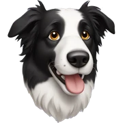 border collie sticker