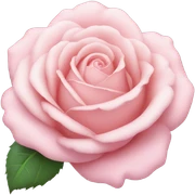 pastel pink rose sticker