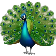 peacock sticker