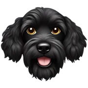 Black Caniche croisé yorshire sticker