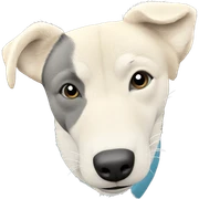 shiba inu gazing at viewer sticker