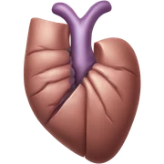 Liver anatomy  sticker