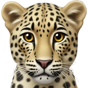 amur leopard sticker