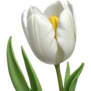 White tulips sticker