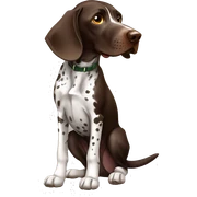 German shorthair pointer sticker