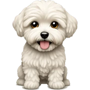 Maltipoo sticker