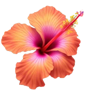 Hibiscus  sticker