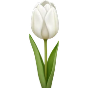White tulips  sticker