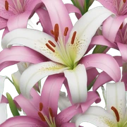 lilly flower sticker