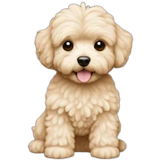 Maltipoo dog beige sticker