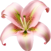 light pink lilium sticker