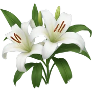 White lilies  sticker