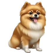 Pomeranian  sticker
