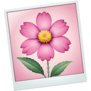 pink polaroid photo sticker