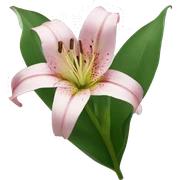 Lily sticker