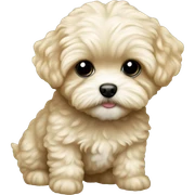Blonde adorable toy teacup maltipoo  sticker