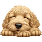 Golden doodle sleeping  sticker